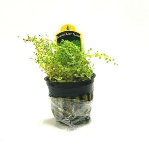Dwarf Baby Tears Aquarium Plant Decoration